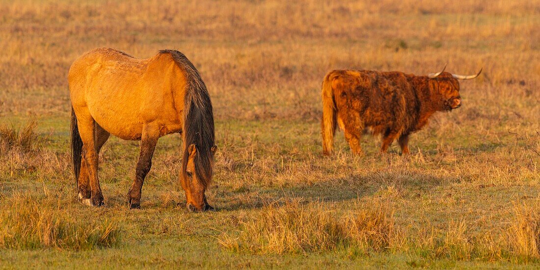 Frankreich,Somme,Baie de Somme,Le Crotoy,Le Crotoy Marsh,die Henson Pferderasse wurde in der Baie de Somme für den Reitsport geschaffen und ist der Stolz der lokalen Züchter,diese kleinen robusten Pferde werden auch für die Ökopflanzung und Sumpfpflege eingesetzt