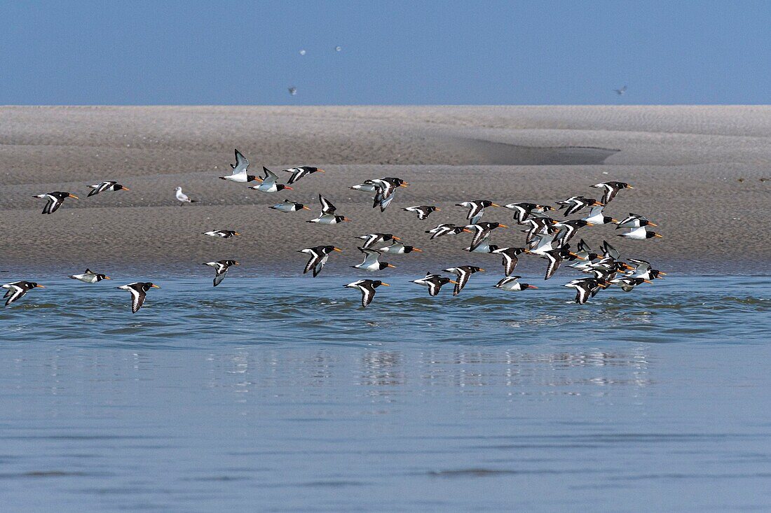 France,Somme,Baie de Somme,Oystercatcher (Haematopus ostralegus Eurasian Oystercatcher) flight dislodged by the rising tide