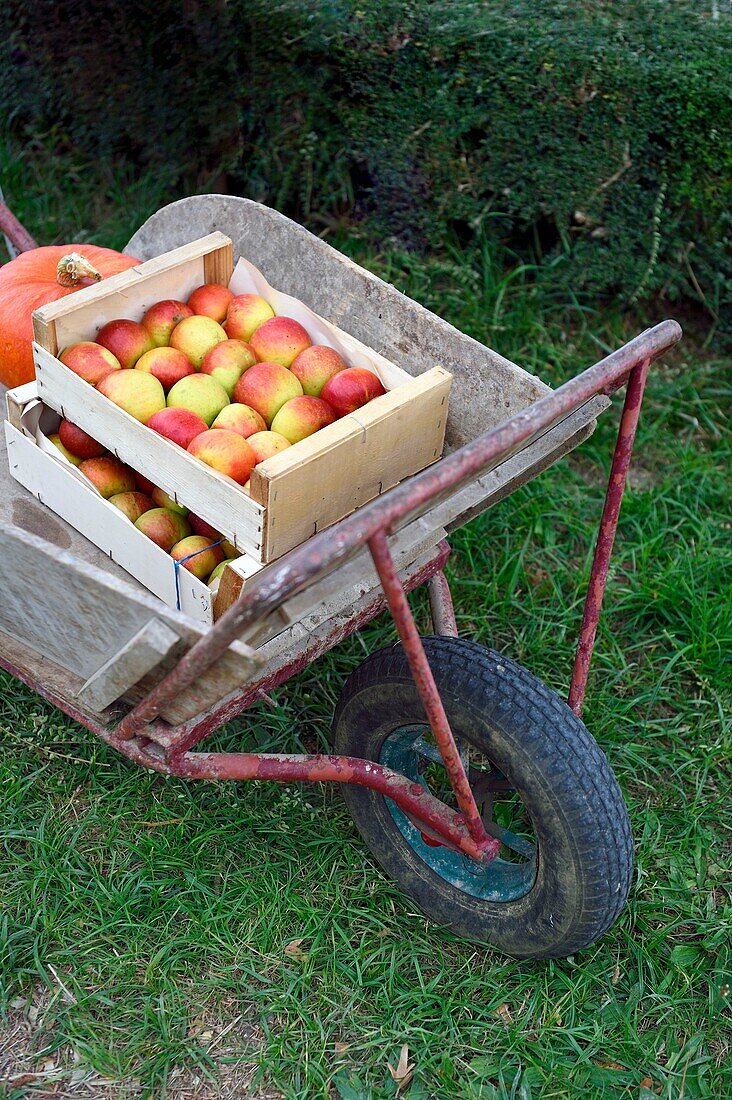 Frankreich,Seine-Maritime,Pays de Caux,Regionaler Naturpark Normannische Seine-Mäander,Jumieges,Verkauf von Äpfeln auf der Obststraße in den Obstgärten entlang der Seine