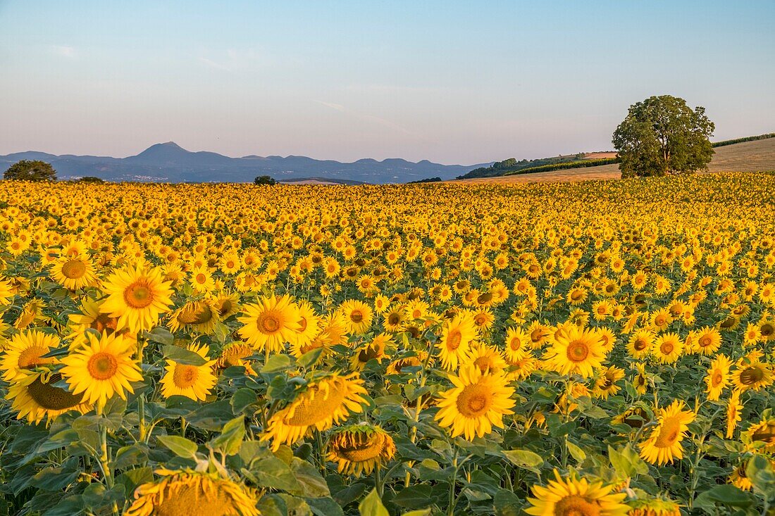 France,Puy de Dome,sunflower field near Billom,Chaine des Puys,area listed as World Heritage by UNESCO,Regional Natural Park of the Auvergne Volcanoes