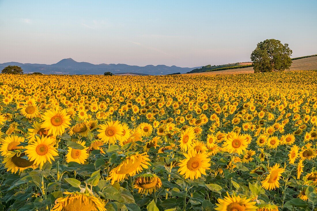 Frankreich,Puy de Dome,Sonnenblumenfeld bei Billom,Chaine des Puys,von der UNESCO zum Weltnaturerbe erklärtes Gebiet,Regionaler Naturpark der Vulkane der Auvergne