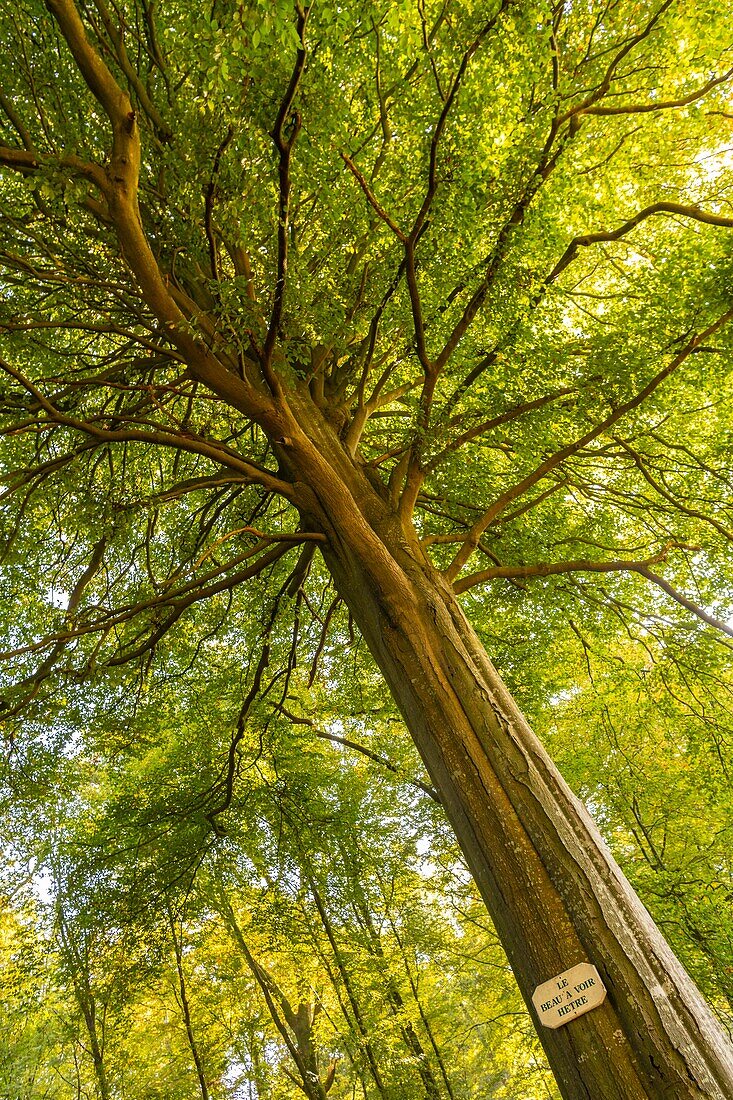 Frankreich,Somme,Wald von Crécy,Crécy-en-Ponthieu,Bemerkenswerter Baum im Wald von Crécy - Buche - "Die Schöne zu sehen"