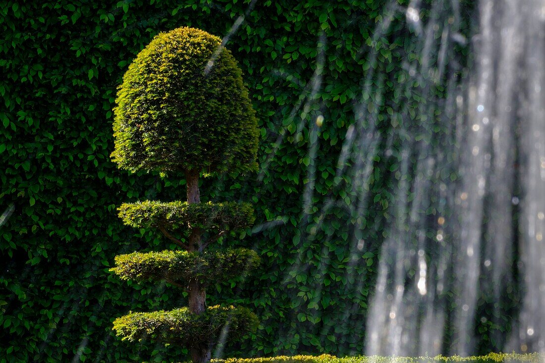 Frankreich,Indre et Loire,Loire-Tal, von der UNESCO zum Weltkulturerbe erklärt,Villandry,Gärten des Schlosses von Villandry