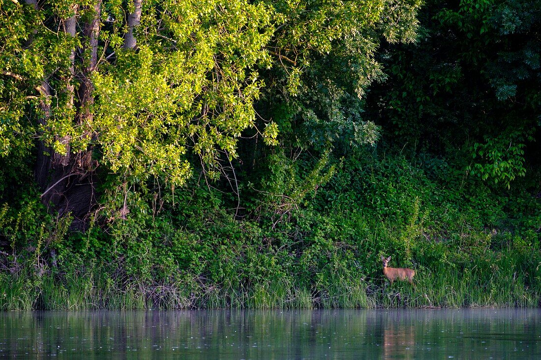 France,Indre et Loire,Loire Valley listed as World Heritage by UNESCO,roe deer along the Loire river