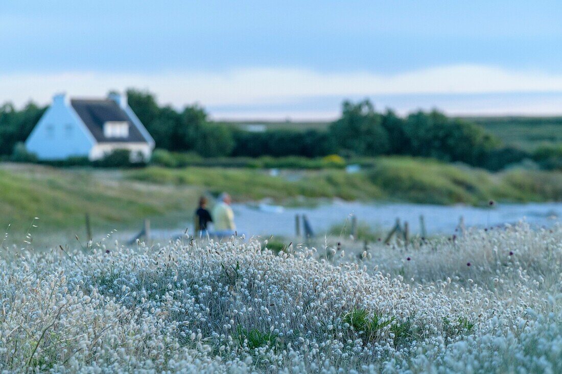 Frankreich,Morbihan,Saint-Pierre-Quiberon,ovale Lagune (Lagurus ovatus) entlang der Insel Spaziergang an einem Sommerabend