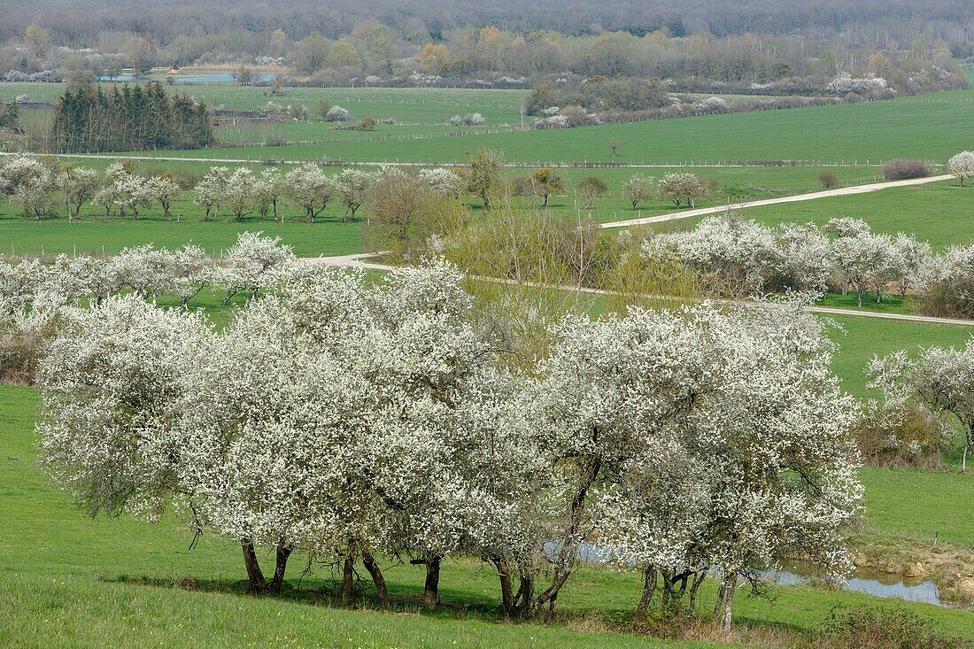 France,Meurthe et Moselle,Cotes de Toul,Boucq,cherry plum trees in bloom