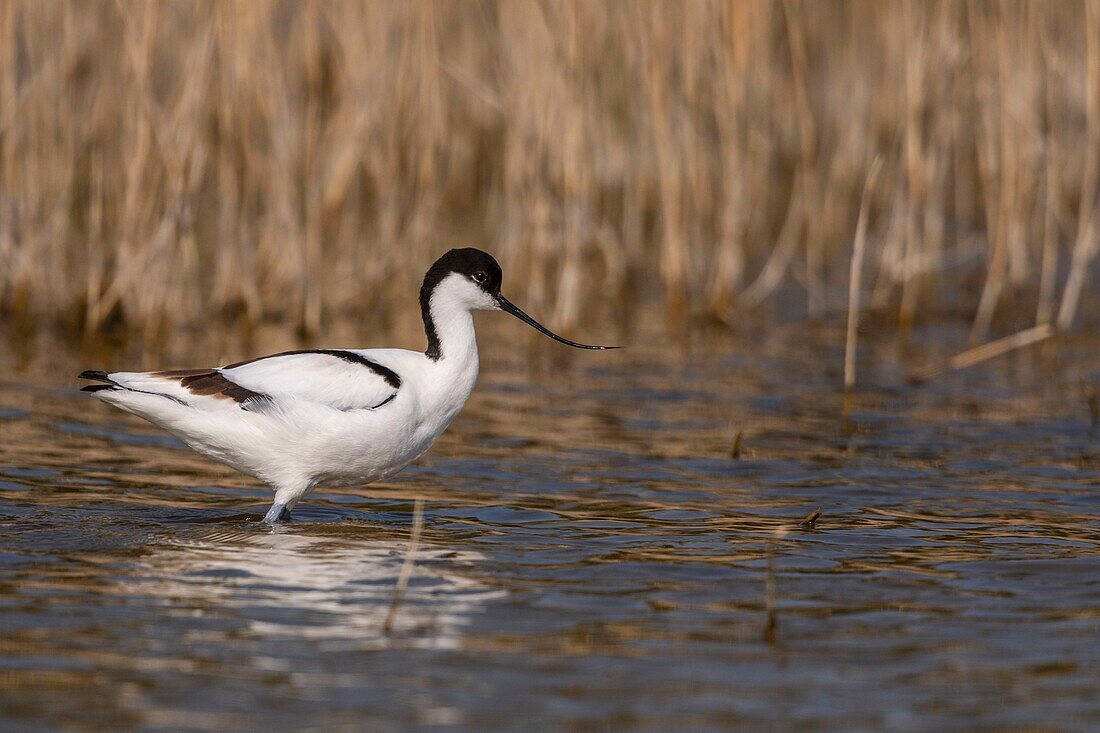 Frankreich,Somme,Baie de Somme,Naturpark Baie de Somme,Ornithologischer Park Marquenterre,Saint Quentin en Tourmont,Säbelschnäbler (Recurvirostra avosetta)