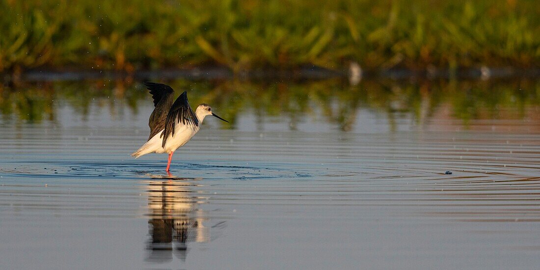 Frankreich,Somme,Baie de Somme,Naturreservat der Baie de Somme,Le Crotoy,Stelzenläufer (Himantopus himantopus Schwarzflügelstelzen) Toilette und Bad