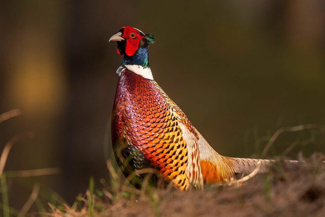 France,Somme,Baie de Somme,Baie de Somme Nature Reserve,Marquenterre Ornithological Park,Saint Quentin en Tourmont,Common Pheasant (Phasianus colchicus)