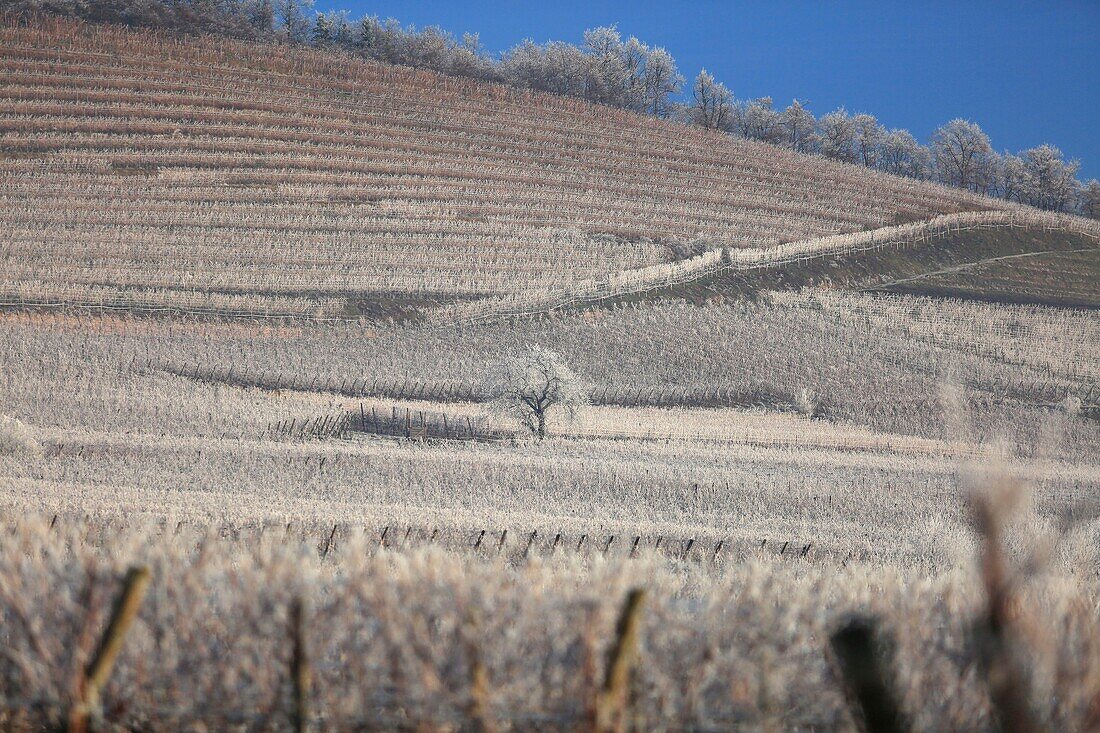 France,Bas Rhin,Alsatian vineyards in winter at the foot of the castle of Haut Koenigsbourg