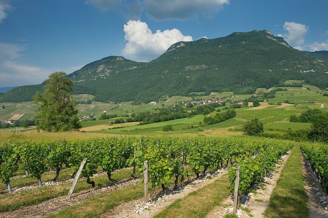 France,Savoie,before Savoyard country,the vineyard of Jongieux and the mountain of Charvaz