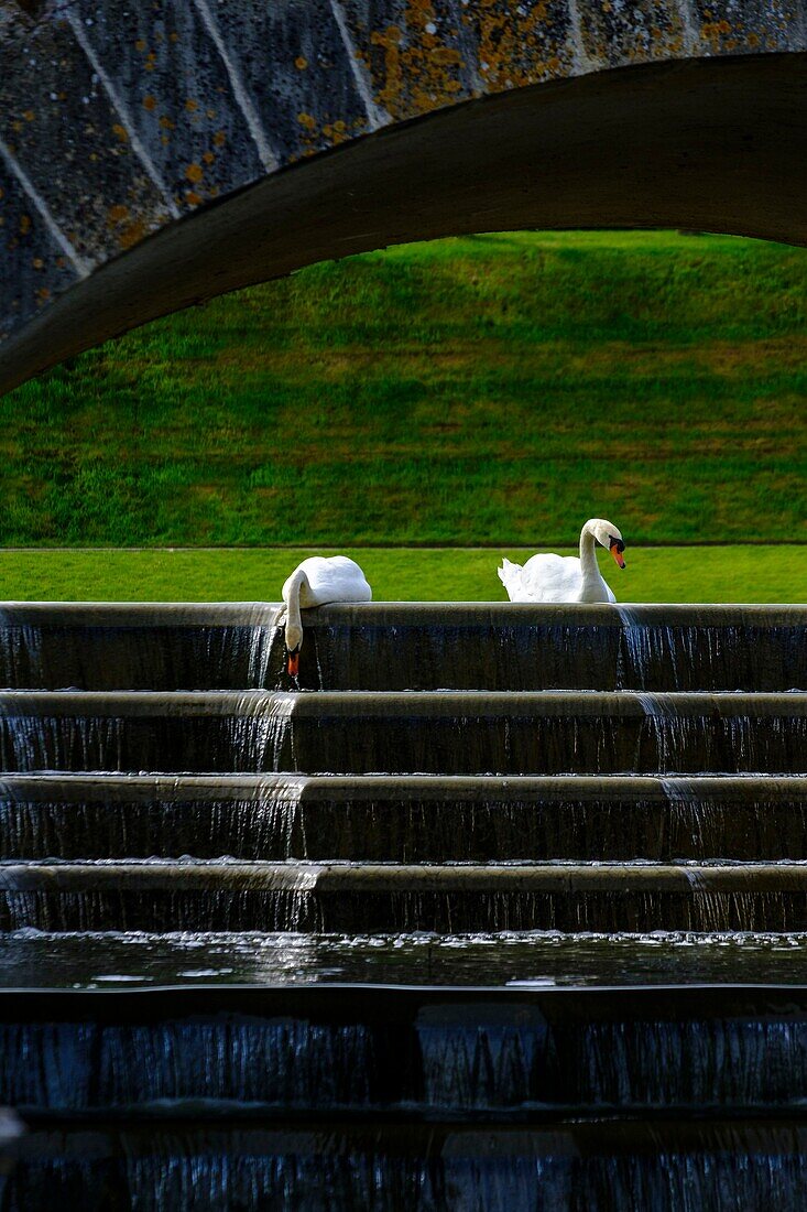 France,Indre et Loire,Loire Valley listed as World Heritage by UNESCO,Villandry,swans in the garden of the castle of Villandry