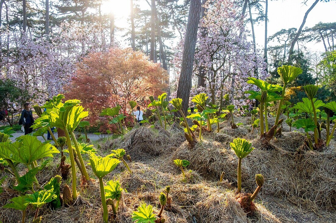 Frankreich,Paris,Bois de Vincennes,Blumenpark