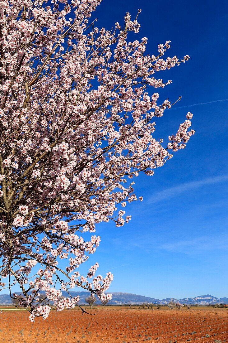 France,Alpes de Haute Provence,Verdon Regional Nature Park,Plateau de Valensole,Valensole,lavender and almond blossom field