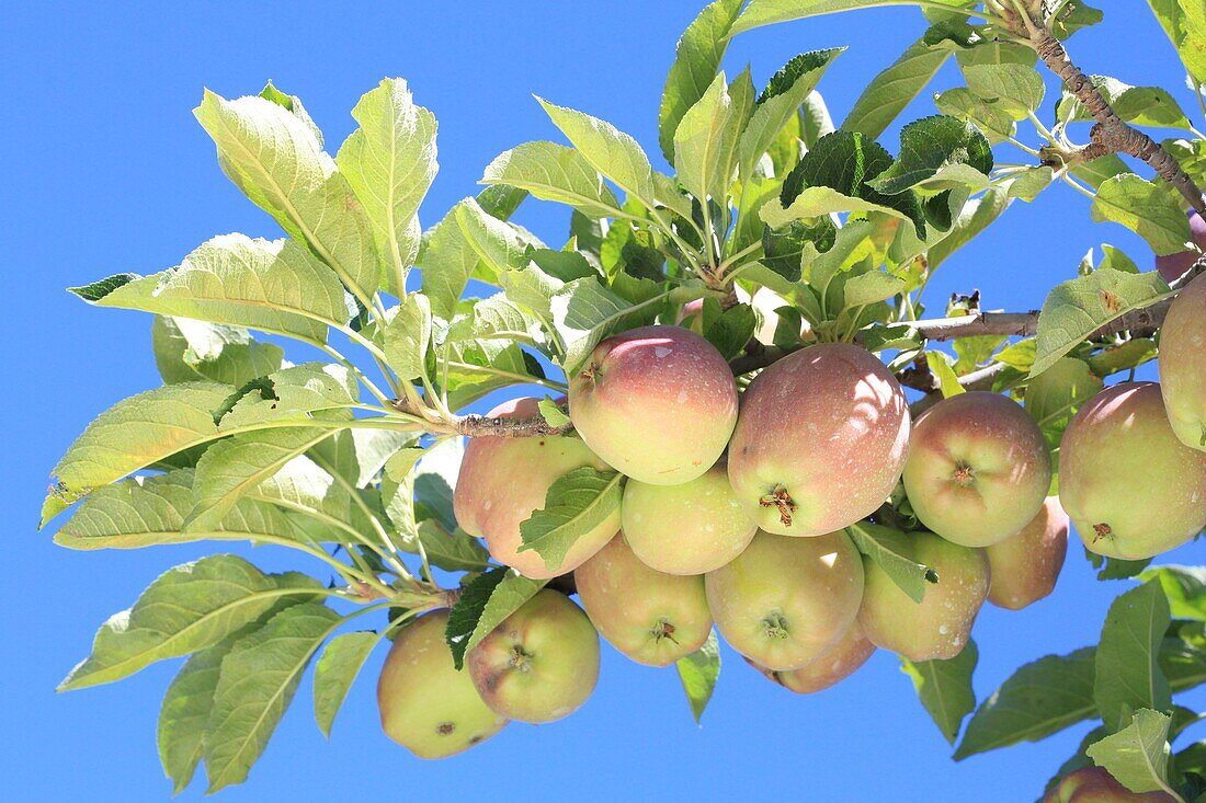 France,Hautes Alpes,Buëch country,Laragne Monteglin,Illy farm,apple orchard gala bios (apples from the Alpes de Haute Durance)