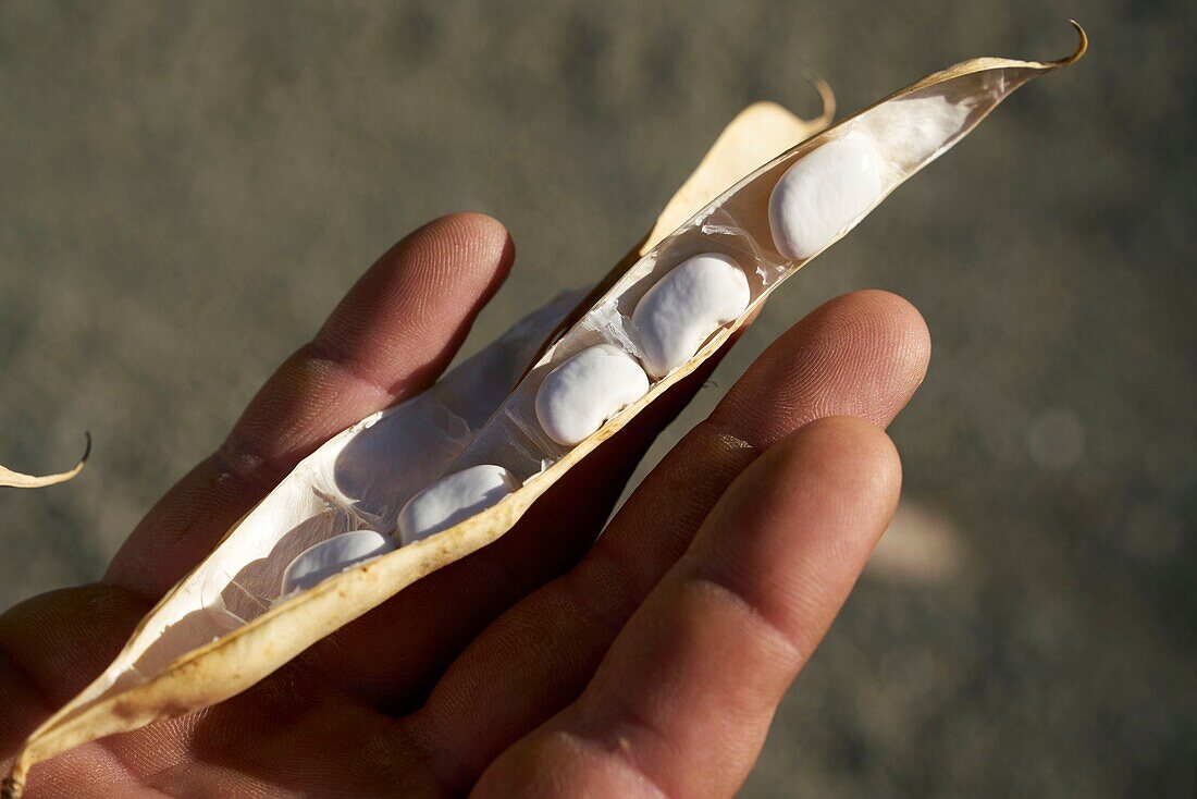 France,Hautes Pyrenees,Tarbes,farm,Michel Dulac,producer of Tarbais Beans,France,Hautes Pyrenees,Tarbes,farm,Michel Dulac,producer of Tarbais Beans,harvest