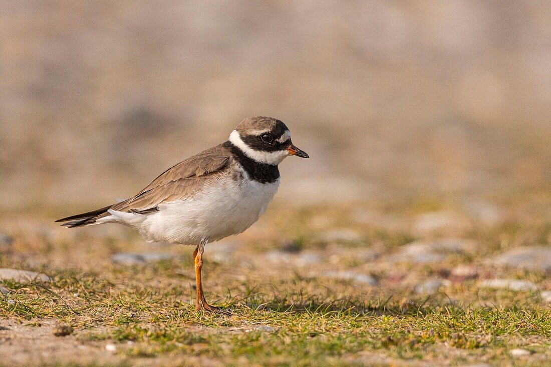 Frankreich,Somme,Cayeux sur Mer,Flussregenpfeifer (Charadrius hiaticula) bei Ault