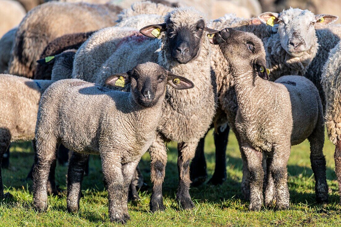 Frankreich,Somme,Baie de Somme,Le Crotoy,Salzwiesenschafe in der Baie de Somme im Frühling,zu dieser Jahreszeit haben die Schafe noch ihre Wolle und die Lämmer sind noch klein,ein paar Ziegen begleiten die Herde, um sie über die Wiesen zu führen