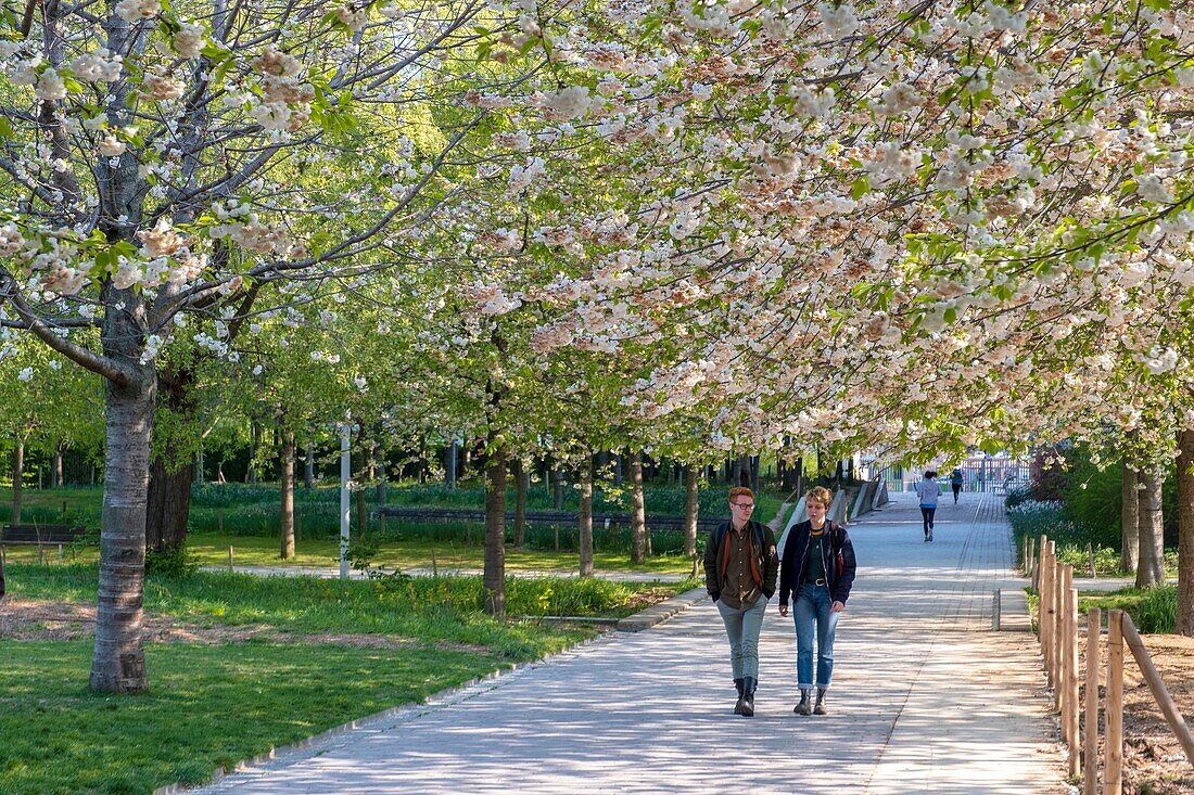 France,Paris,Batignolles district,Clichy Batignolles Martin Luther King garden,cherry blossom