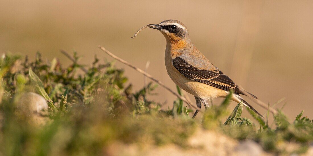 France,Somme,Baie de Somme,The Hâble d'Ault,Cayeux sur Mer,Wheatear (Oenanthe oenanthe Northern Wheatear)