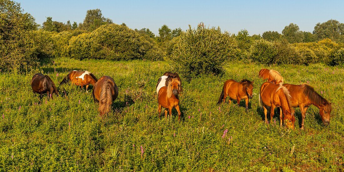 Frankreich,Somme,Tal der Somme,Sümpfe von Epagne-Epagnette,der Sumpf in den frühen Morgenstunden, während sich der Nebel auflöst,der Sumpf wird von Ponys als Öko-Weide besiedelt