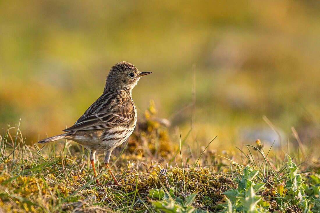 France,Somme,Baie de Somme,Cayeux sur Mer,The hâble d'Ault,Meadow pipit (Anthus pratensis Meadow Pipit)