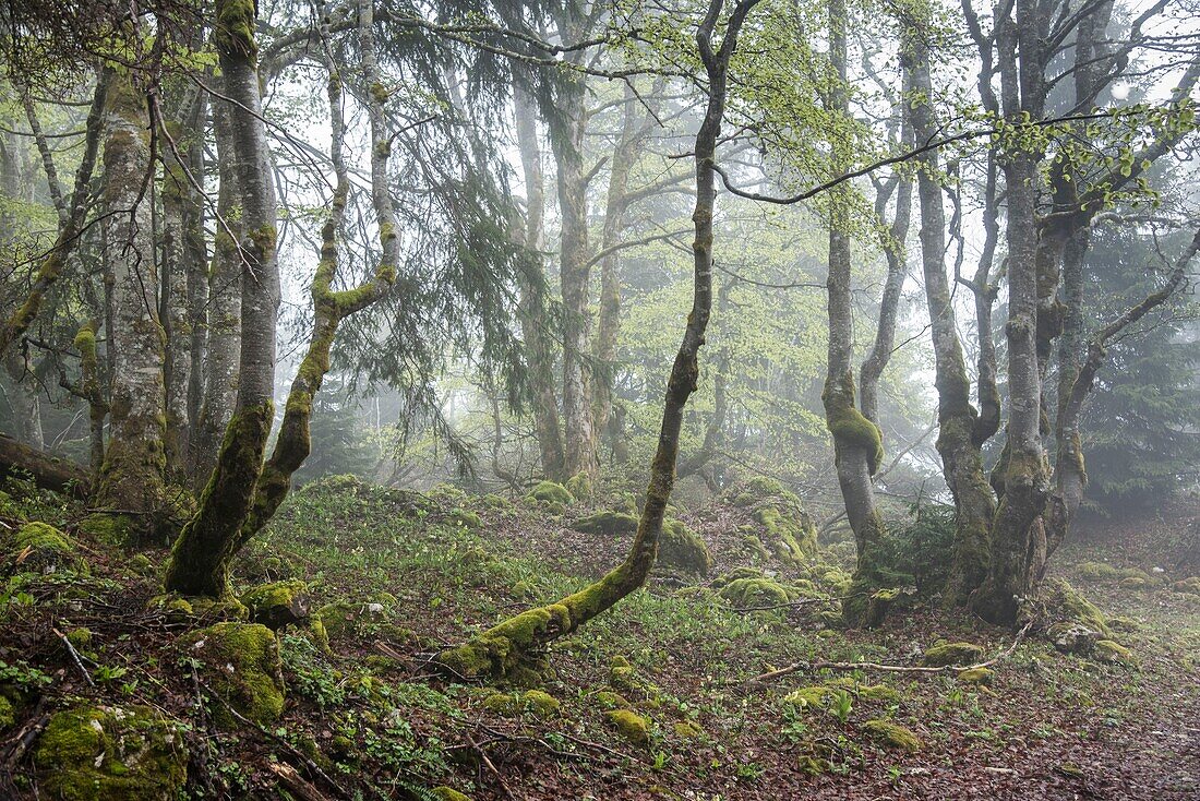 Frankreich,Ain,Bellegarde,Jura-Massiv,Wanderung zum Crêt de la Neige Nebel im Wald