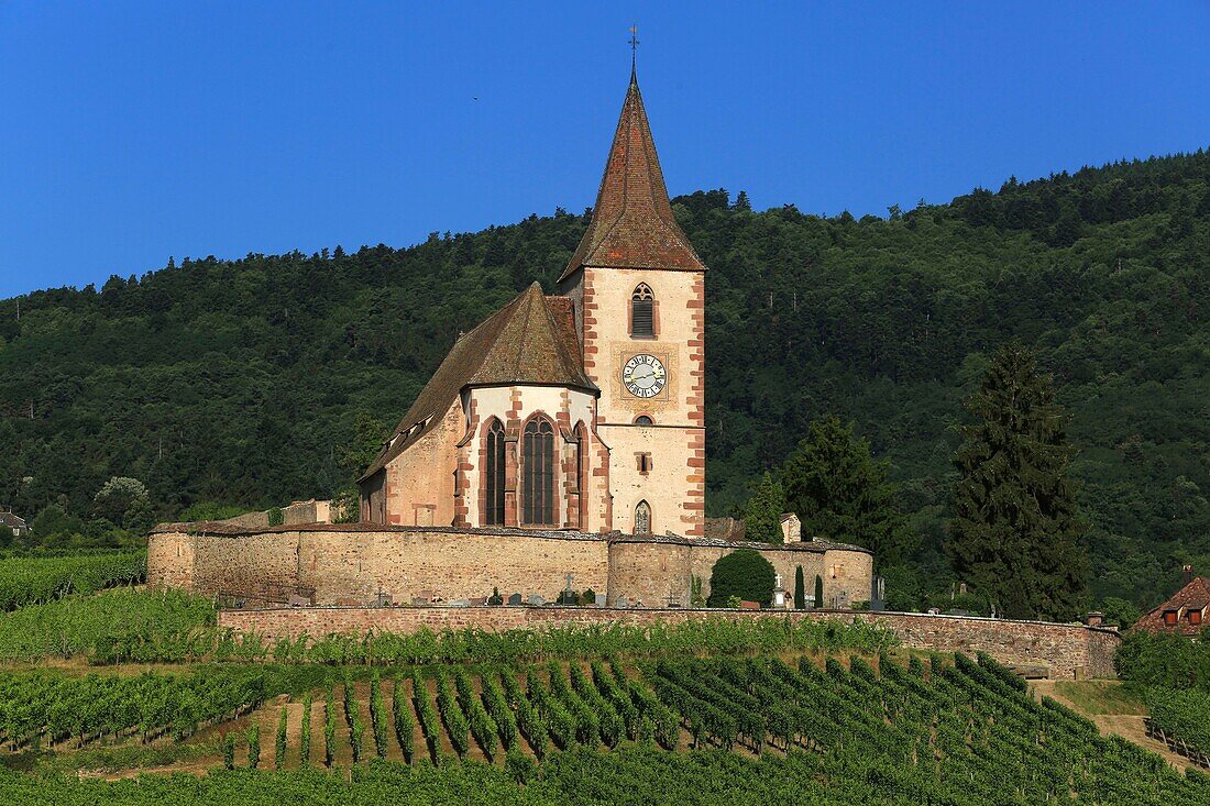 Frankreich,Haut Rhin,Route des Vins d'Alsace,Hunawihr Dorf und seine befestigte Kirche Saint Jacques le Majeur aus dem 14. Jahrhundert umgeben von Weinbergen,Es wird als eines der schönsten Dörfer Frankreichs bezeichnet