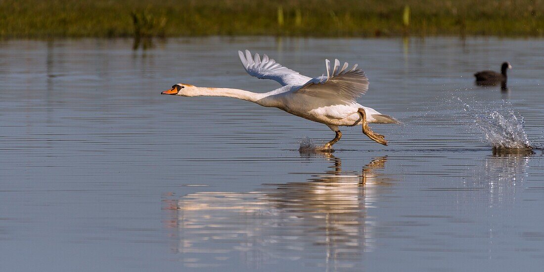 115/5000 France,Somme,Somme Bay,Crotoy Marsh,Mute Swan (Cygnus olor - Mute Swan) at take off (flight)