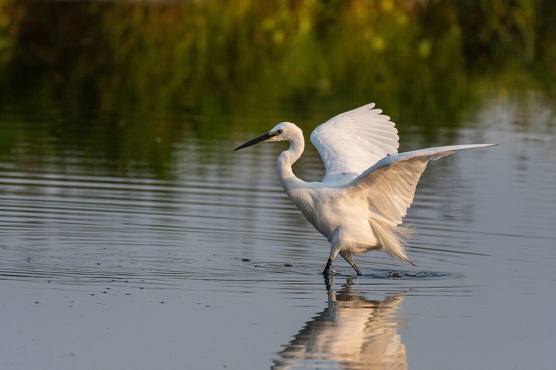 Frankreich,Somme,Baie de Somme,Crotoy-Sumpf,Le Crotoy,Seidenreiher (Egretta garzetta Little Egret) beim Fischen