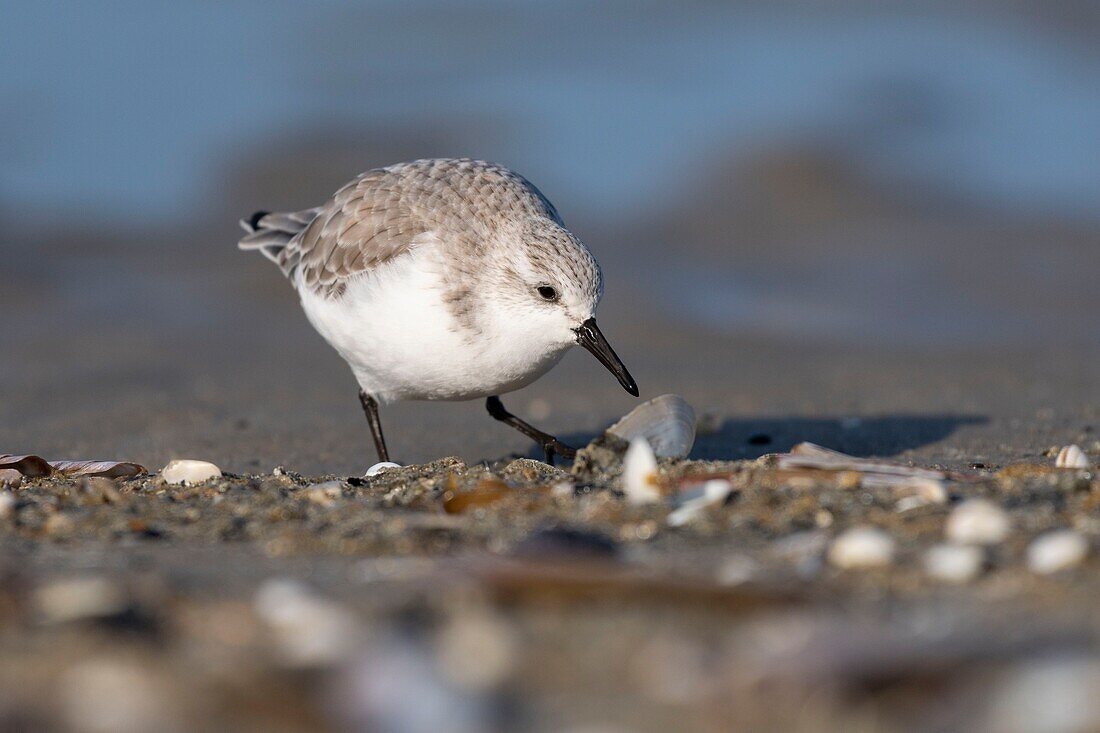 France,Somme,Baie de Somme,Picardy Coast,Quend-Plage,Sanderling (Calidris alba) on the beach,at high tide,sandpipers come to feed in the sea leash