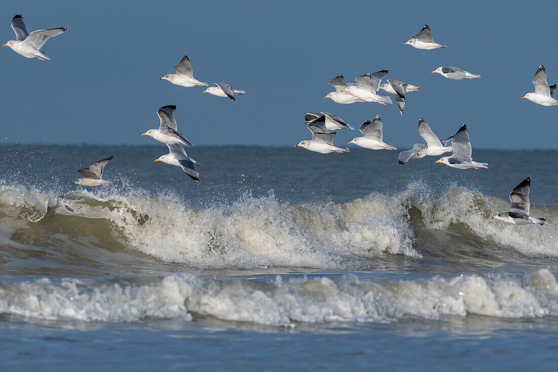 Frankreich,Somme,Picardie-Küste,Quend-Plage,Möwen im Flug (Larus canus - Sturmmöwe) am Strand