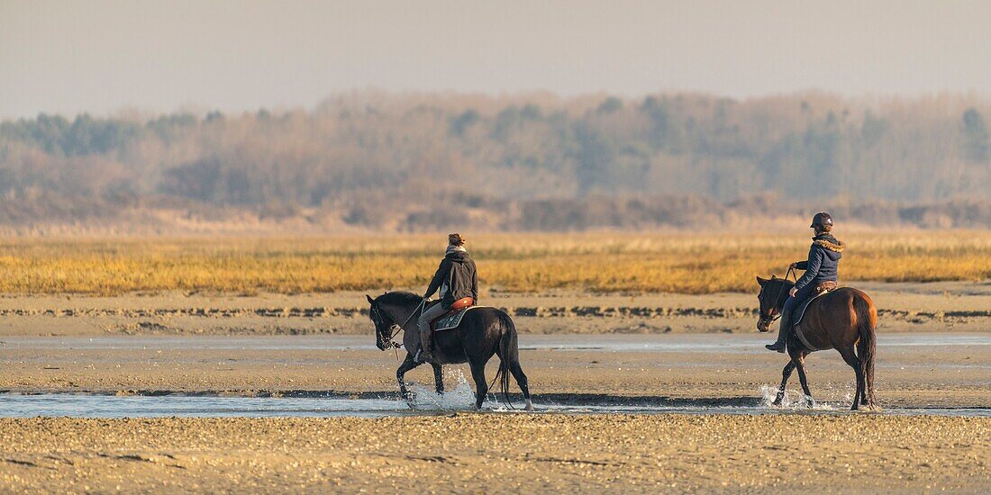 France,Somme,Baie de Somme,Natural Reserve of the Baie de Somme,Le Crotoy,horseback riders walk in the bay at low tide (Baie de Somme)