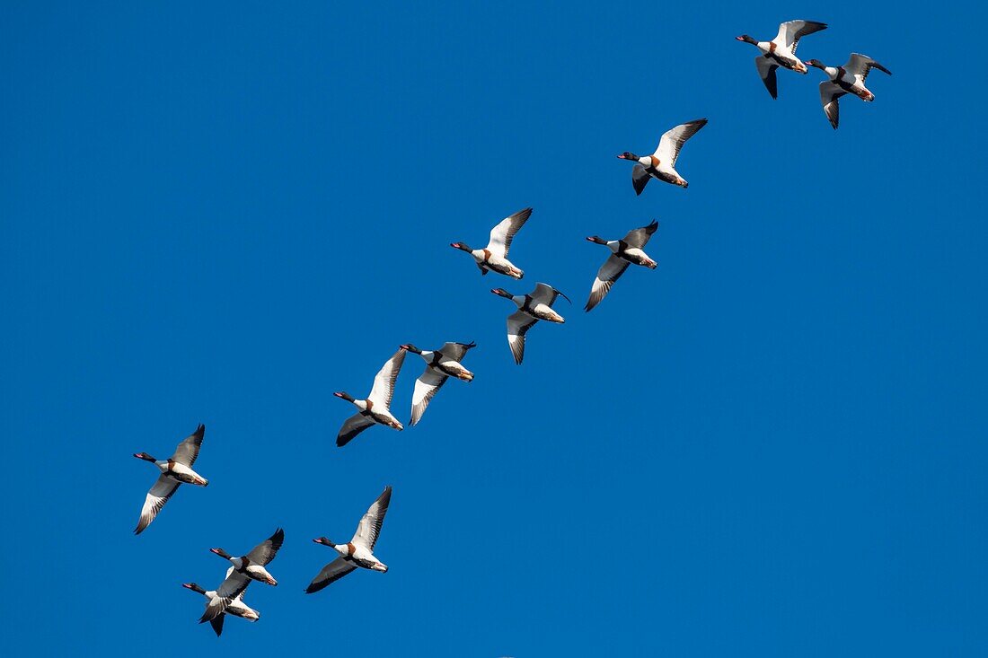 France,Somme,Baie de Somme,Natural Reserve of the Baie de Somme,Le Crotoy,winter,passage of Common Shelduck (Tadorna tadorna ) in the sky of the nature reserve