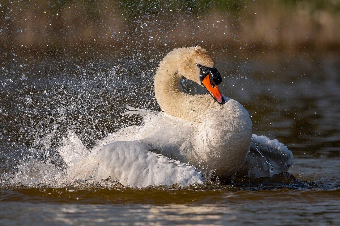 France,Somme,Baie de Somme,Baie de Somme Nature Reserve,Marquenterre Ornithological Park,Saint Quentin en Tourmont,Mute Swan (Cygnus olor Mute Swan) bath (toilet)