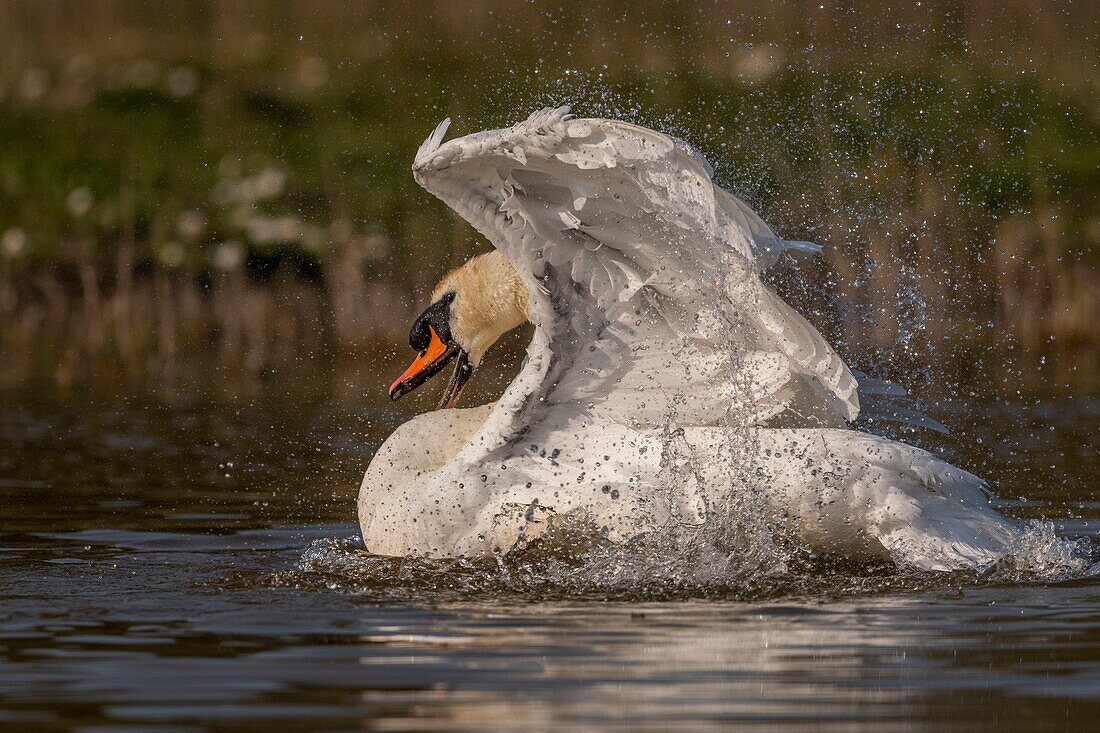 France,Somme,Baie de Somme,Baie de Somme Nature Reserve,Marquenterre Ornithological Park,Saint Quentin en Tourmont,Mute Swan (Cygnus olor Mute Swan) bath (toilet)