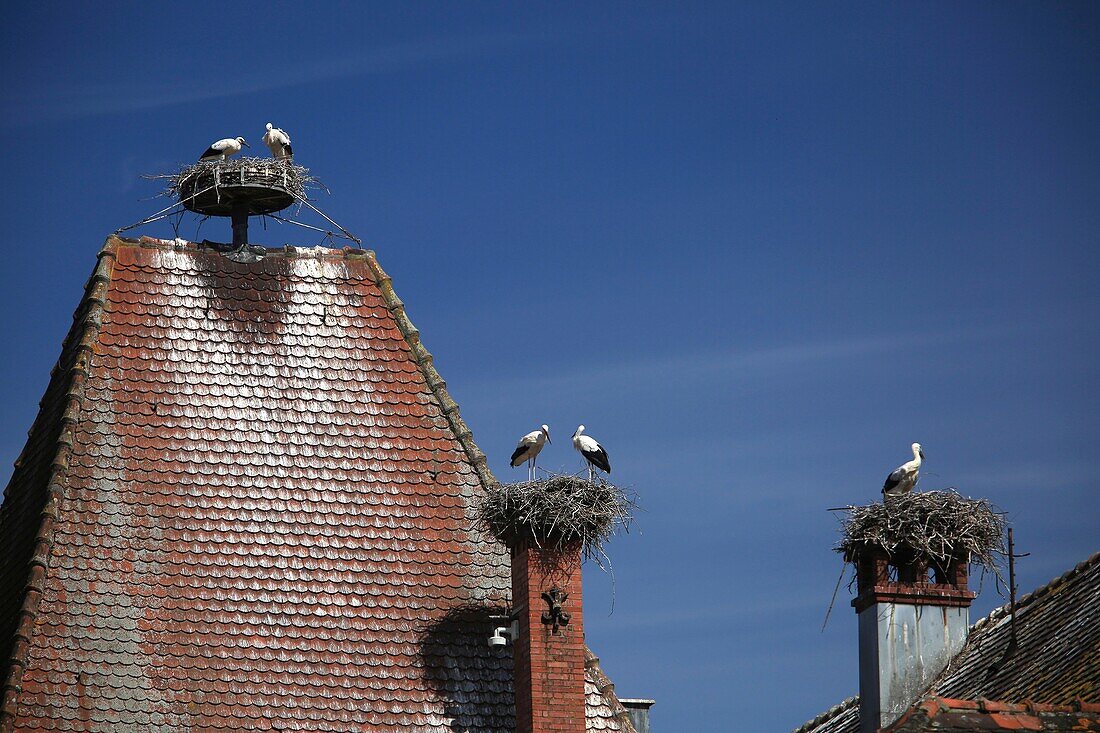 France,Haut Rhin,Munster,White Storks (Ciconia ciconia) nestled on a chimney
