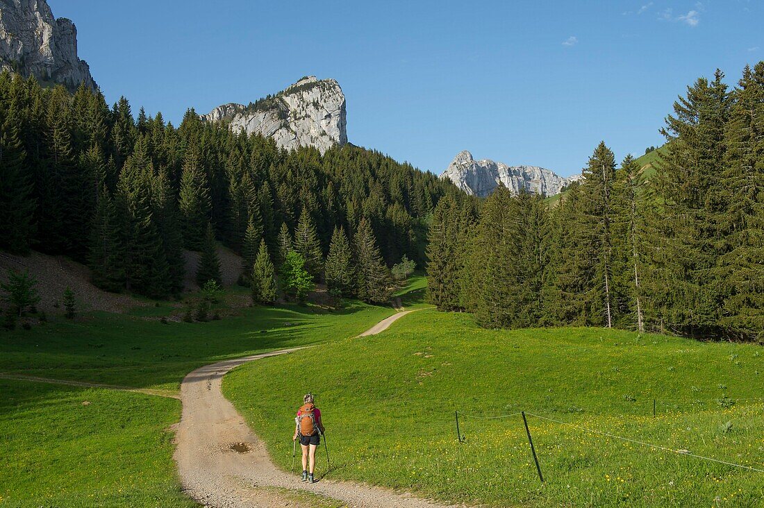 France,Haute Savoie,massif des Bornes Glieres plateau hiking in the valley of Lachat and the rock Parnal