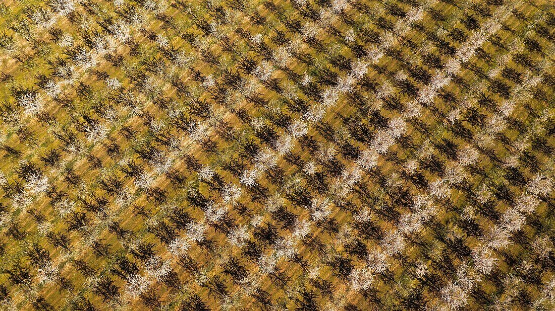 France,Alpes de Haute Provence,Brunet,almond field (aerial view)