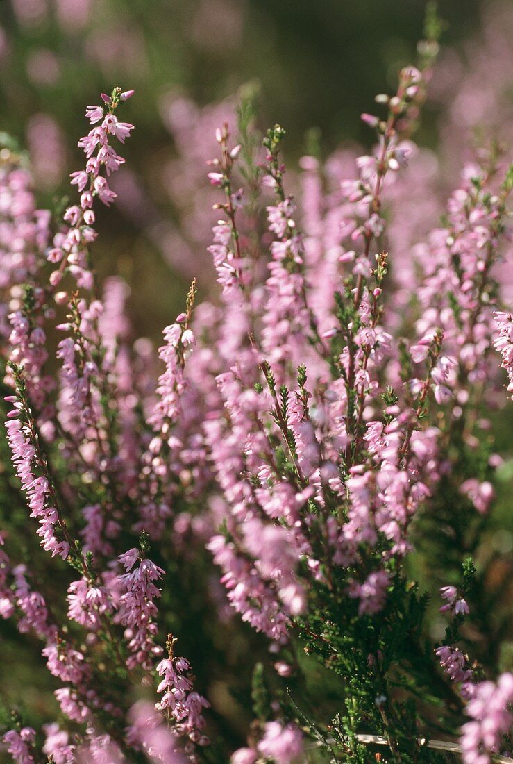 Blühendes Heidekraut (lat. Calluna vulgaris), aussen