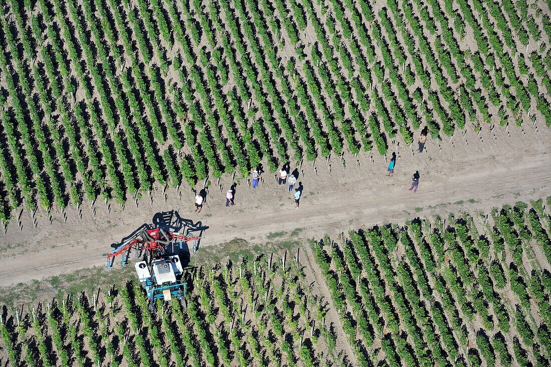 France,Gironde,Saint Julien Beychevelle,Work in vineyards (aerial view)