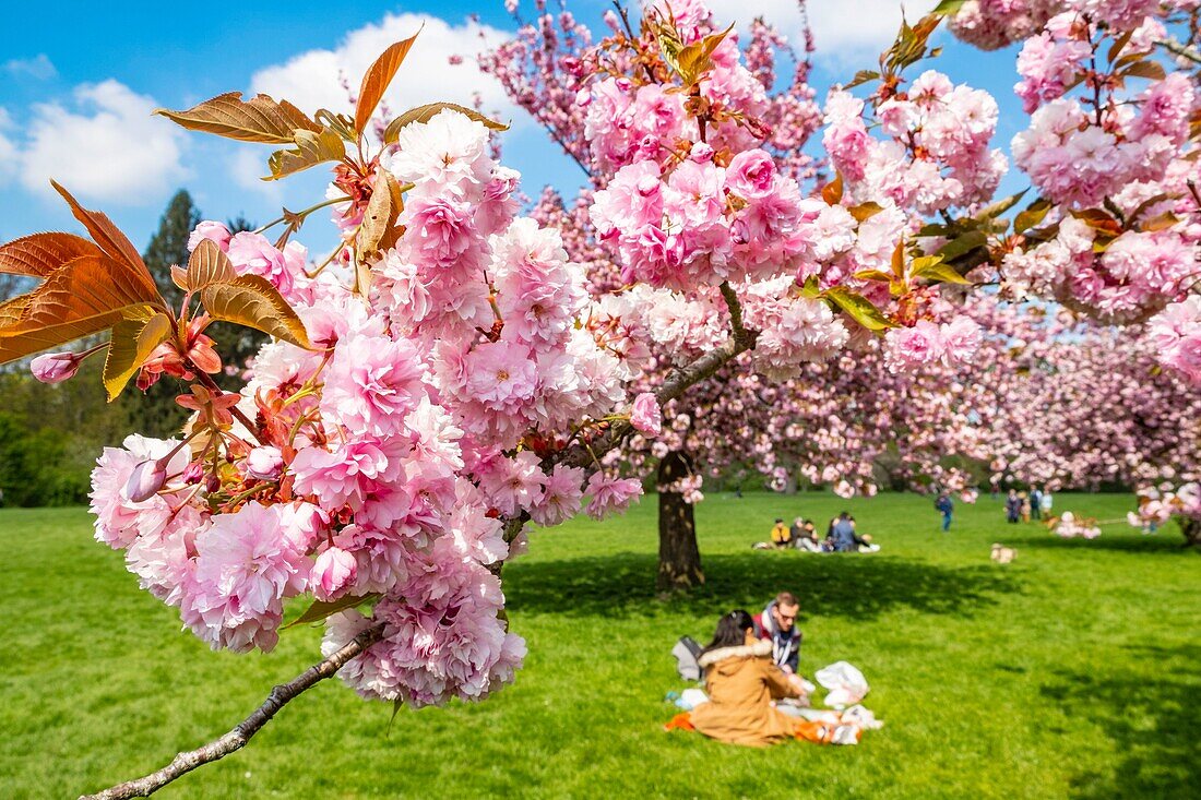 France,Hauts de Seine,the park of Sceaux,cherry blossoms