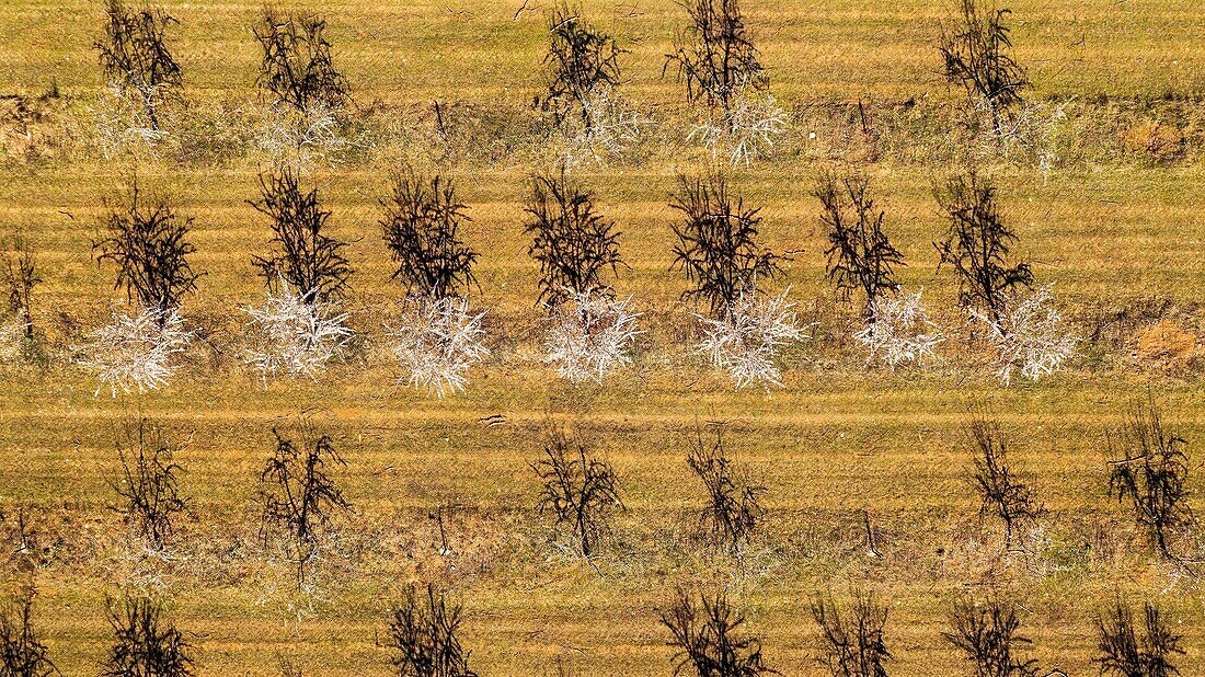 France,Alpes de Haute Provence,Brunet,almond field (aerial view)