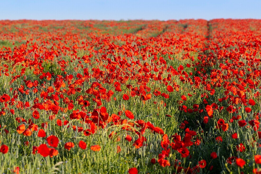 Frankreich,Somme,Bucht der Somme,Noyelles-sur-mer,Mohnblumenfeld in der Bucht der Somme