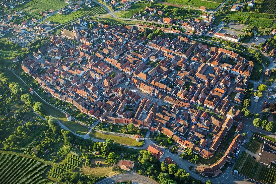 Frankreich,Haut Rhin,Elsässer Weinstraße,Bergheim,alte befestigte mittelalterliche Stadt inmitten der Weinberge (Luftaufnahme)