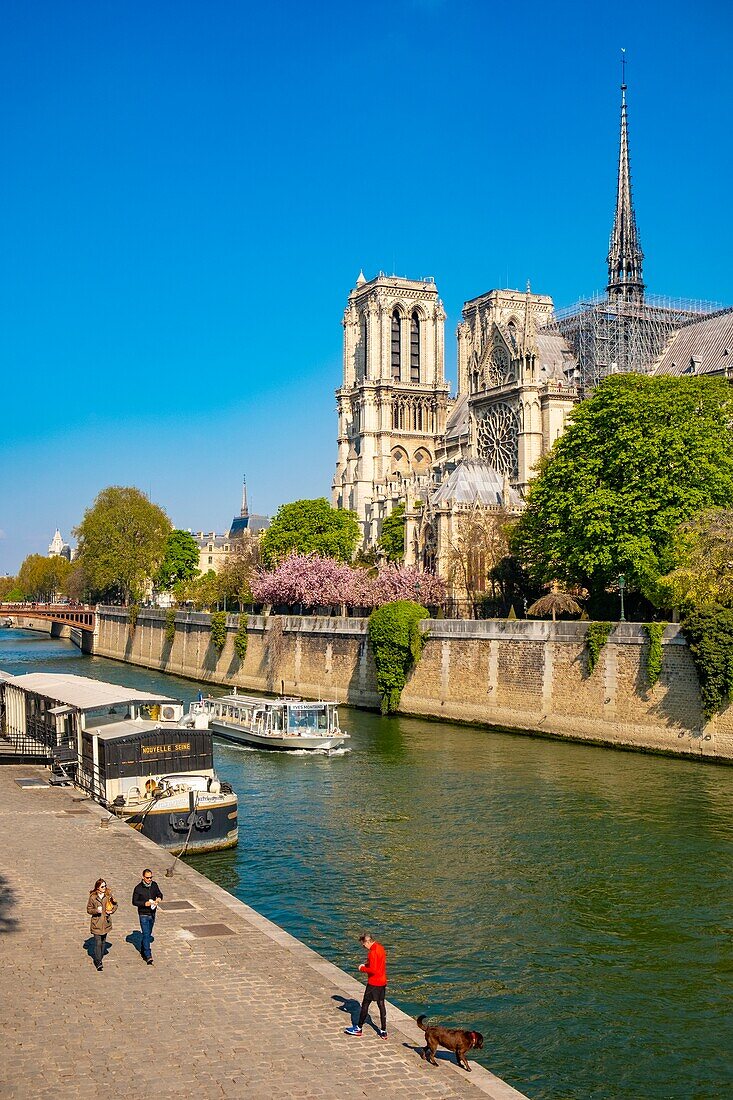 France,Paris,area listed as World Heritage by UNESCO,Ile de la Cité,Notre-Dame cathedral and cherry blossoms in spring