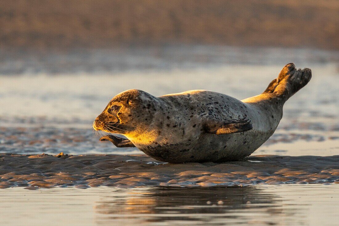 France,Pas de Calais,Cote d'Opale,Authie Bay,Berck sur mer,common seal (Phoca vitulina) resting on sandbanks at low tide