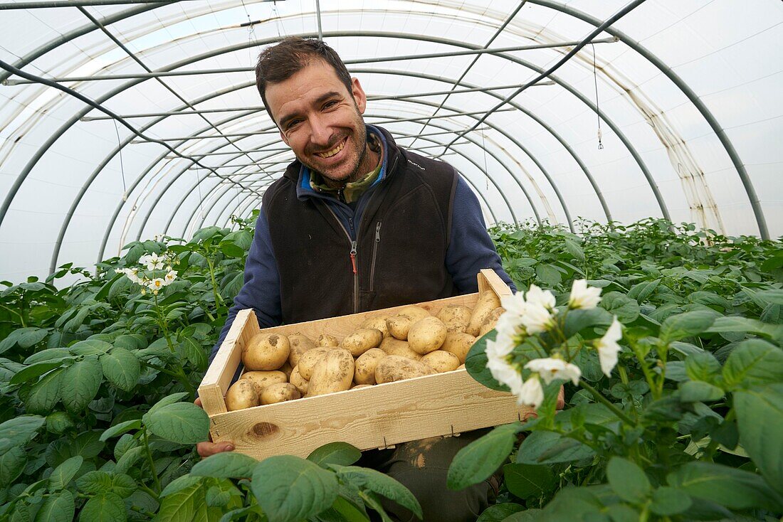 France,Pyrenees Orientales,Palau del Vidre,portrait of Ormeno Joel,potato producer Bea du Roussillon,manual collection of potatoes in greenhouses