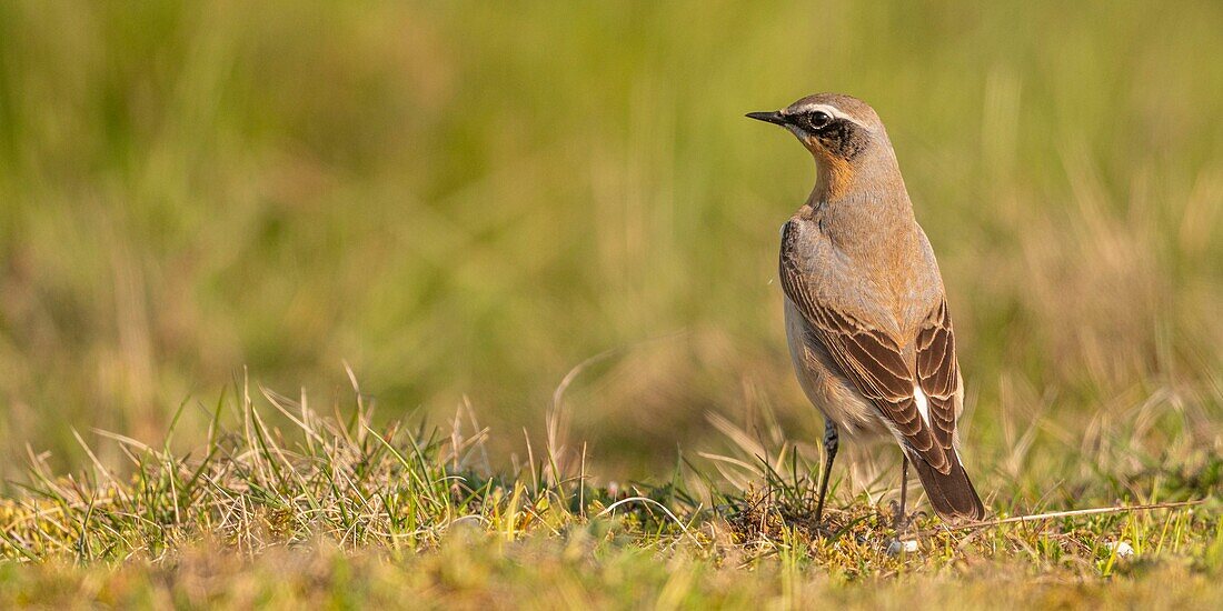 France,Somme,Baie de Somme,The Hâble d'Ault,Cayeux sur Mer,Wheatear (Oenanthe oenanthe Northern Wheatear)