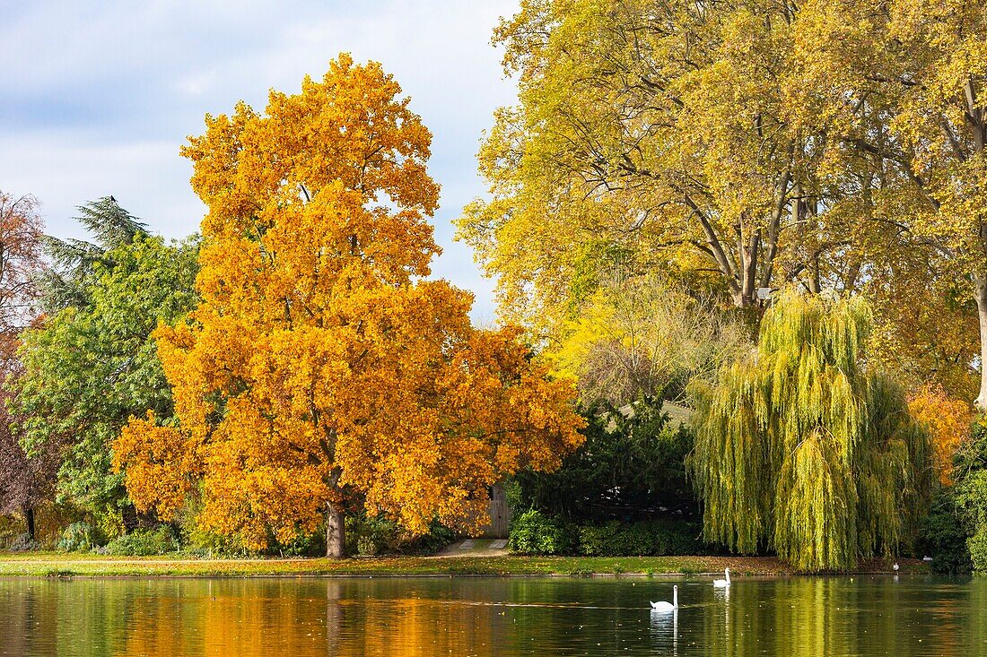 France,Paris,the Bois de Vincennes in autumn,Lake Daumesnil